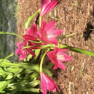 Lilly avatar